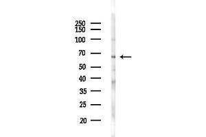 anti-ATG14 Autophagy Related 14 (ATG14) (pSer29) antibody