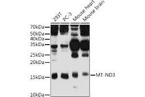 Western blot analysis of extracts of various cell lines, using MT-ND3 antibody (ABIN7268601) at 1:500 dilution. (MT-ND3 Antikörper)