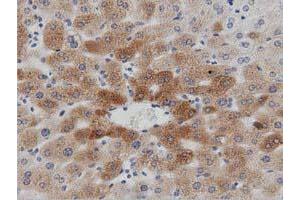 Immunohistochemical staining of paraffin-embedded Human liver tissue using anti-PTPRE mouse monoclonal antibody. (PTPRE Antikörper)
