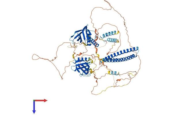 AFAP1L2 Protein (AA 1-818) (His tag)