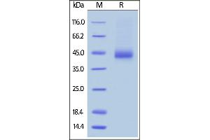 SDS-PAGE (SDS) image for CD38 (AA 43-300) (Active) protein (His tag,AVI tag,Biotin) (ABIN3137679)