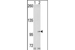 Western blot analysis of EphA4 (arrow) using EphA4 Antibody (N-term) (ABIN391889 and ABIN2841709). (EPH Receptor A4 Antikörper  (N-Term))