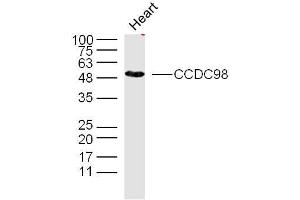 CCDC98 Antikörper  (AA 51-150)