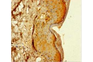 Immunohistochemistry of paraffin-embedded human skin tissue using ABIN7159033 at dilution of 1:100 (MAML1 Antikörper  (AA 1-45))