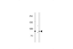 SEB Antibody (C-term) (ABIN1881786 and ABIN2843375) western blot analysis in U87-MG cell line and rat brain lysates (35 μg/lane). (SEMA6B Antikörper  (C-Term))