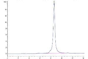 The purity of Biotinylated Human HMGB1 is greater than 95 % as determined by SEC-HPLC. (HMGB1 Protein (AA 1-215) (His tag,Biotin))