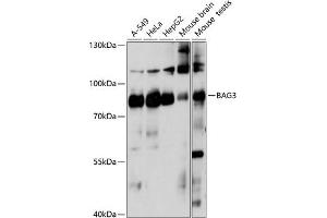 Western blot analysis of extracts of various cell lines, using B antibody (ABIN7265851) at 1:1000 dilution. (BAG3 Antikörper  (AA 380-575))