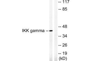 Western Blotting (WB) image for anti-Inhibitor of kappa Light Polypeptide Gene Enhancer in B-Cells, Kinase gamma (IKBKG) (Ser85) antibody (ABIN1848073) (IKBKG Antikörper  (Ser85))