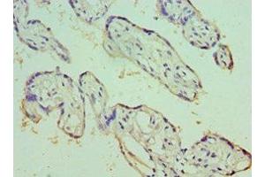 Immunohistochemistry of paraffin-embedded human placenta tissue using ABIN7151764 at dilution of 1:100 (ECE1 Antikörper  (AA 471-770))