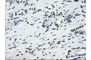 Image no. 17 for anti-P450 (Cytochrome) Oxidoreductase (POR) antibody (ABIN1497746) (POR Antikörper)