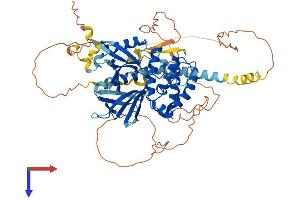 FRMD6 Protein (AA 1-622) (His tag)