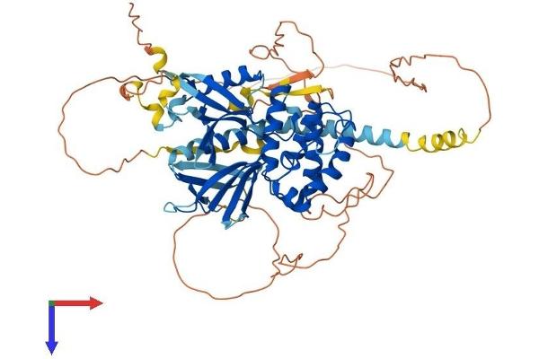 FRMD6 Protein (AA 1-622) (His tag)