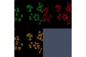 Confocal immunofluorescence of PFA-fixed MCF-7 cells using Heregulin-1 Mouse Monoclonal Antibody (NRG1/2752) followed by Goat-anti Mouse CF488 (green) and Reddot is used to label the nuclei red. (Neuregulin 1 Antikörper  (AA 21-242))