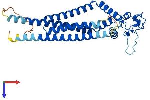Tetraspanin 15 Protein (TSPAN15) (AA 1-294) (His tag)