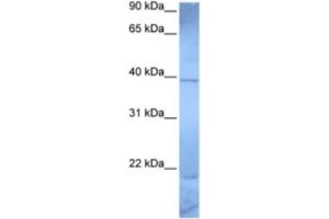 Western Blotting (WB) image for anti-Zinc Finger Protein 121 (ZNF121) antibody (ABIN2463330) (ZNF121 Antikörper)