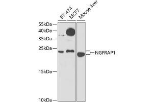 Western blot analysis of extracts of various cell lines, using NGFR Antibody (ABIN6130898, ABIN6144616, ABIN6144617 and ABIN6223129) at 1:1000 dilution. (Nerve Growth Factor Receptor (TNFRSF16) Associated Protein 1 (NGFRAP1) (AA 1-111) Antikörper)