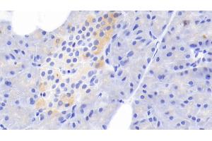 Detection of TF in Rabbit Pancreas Tissue using Polyclonal Antibody to Tissue Factor (TF) (Tissue factor Antikörper  (AA 33-292))