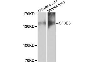 Western blot analysis of extracts of mouse tissues, using SF3B3 antibody.