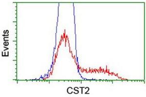 Image no. 2 for anti-Cystatin SA (CST2) antibody (ABIN1497758) (CST2 Antikörper)