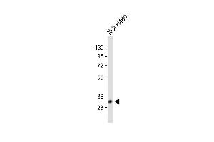 Western Blotting (WB) image for anti-Voltage-Dependent Anion Channel 3 (VDAC3) (AA 156-183) antibody (ABIN1537893)
