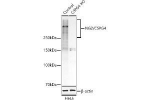 Western blot analysis of extracts from normal (control) and NG2/CSPG4 knockout (KO) HeLa cells, using NG2/CSPG4 antibody (ABIN1679389, ABIN3017852, ABIN3017853 and ABIN5664347) at 1:1000 dilution. (NG2 Antikörper  (AA 1950-2210))
