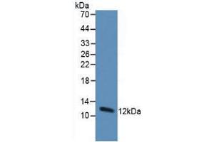 Figure. (TXN Antikörper  (AA 1-105))