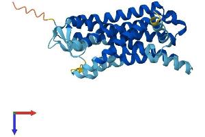 OR1A1 Protein (AA 1-309) (His tag)
