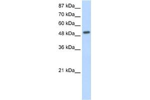 Western Blotting (WB) image for anti-Nuclear Receptor Subfamily 2, Group E, Member 3 (NR2E3) (N-Term) antibody (ABIN2780915)