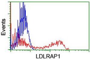 HEK293T cells transfected with either RC206643 overexpress plasmid (Red) or empty vector control plasmid (Blue) were immunostained by anti-LDLRAP1 antibody (ABIN2455233), and then analyzed by flow cytometry. (LDLRAP1 Antikörper)