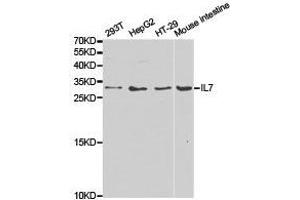 Western Blotting (WB) image for anti-Interleukin 7 (IL7) antibody (ABIN1873218) (IL-7 Antikörper)