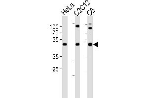 Western Blotting (WB) image for anti-Platelet-Activating Factor Acetylhydrolase 1b, Regulatory Subunit 1 (45kDa) (PAFAH1B1) (AA 76-110), (N-Term) antibody (ABIN6243934)