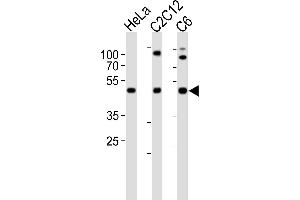 Western blot analysis of lysates from HeLa, mouse C2C12, rat C6 cell line (from left to right), using FAH1B1 Antibody (N-term) (ABIN6243934 and ABIN6577633). (PAFAH1B1 Antikörper  (N-Term))