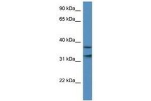 Image no. 1 for anti-Mortality Factor 4 Like 1 (MORF4L1) (AA 36-85) antibody (ABIN6740315) (MORF4L1 Antikörper  (AA 36-85))