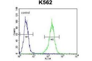 Flow cytometric analysis of K562 cells (right histogram) compared to a negative control cell (left histogram) using NKAIN1 / FAM77C  Antibody (C-term), followed by FITC-conjugated goat-anti-rabbit secondary antibodies. (NKAIN1 Antikörper  (C-Term))
