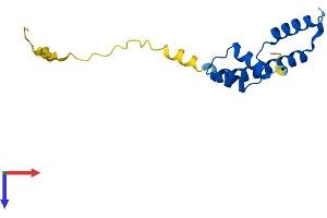 CENPA Protein (AA 1-140) (His tag)
