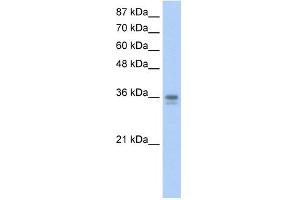 WB Suggested Anti-NANOG Antibody Titration:  0. (Nanog Antikörper  (N-Term))