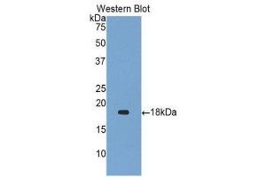 Western Blotting (WB) image for anti-Gastrokine 1 (GKN1) (AA 53-192) antibody (ABIN1859011) (Gastrokine 1 Antikörper  (AA 53-192))