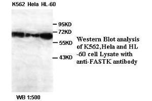 Image no. 1 for anti-Fas-Activated serine/threonine Kinase (FASTK) antibody (ABIN791152) (FASTK Antikörper)