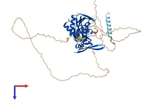 Synapsin III Protein (SYN3) (AA 1-579) (His tag)