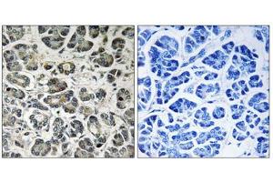 Immunohistochemistry analysis of paraffin-embedded human pancreas tissue using NDUFA8 antibody. (NDUFA8 Antikörper  (Internal Region))