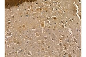 GluR1 Mouse Monoclonal Antibody at 1/100 staining mouse brain tissue by IHC-P.