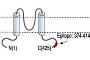 Representative domain view of the target of ABIN7236407. (Potassium Inwardly-Rectifying Channel, Subfamily J, Member 6 (KCNJ6) Peptid)