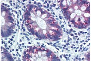 Human Colon (formalin-fixed, paraffin-embedded) stained with AGR2 antibody ABIN291006 at 20 ug/ml followed by biotinylated goat anti-rabbit IgG secondary antibody ABIN481713, alkaline phosphatase-streptavidin and chromogen. (AGR2 Antikörper  (AA 55-72))