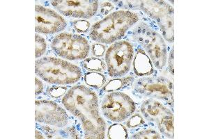 Immunohistochemistry of paraffin-embedded rat kidney using RBBP9 Rabbit pAb (ABIN6129095, ABIN6146752, ABIN6146753 and ABIN6220638) at dilution of 1:200 (40x lens). (RBBP9 Antikörper  (AA 1-186))