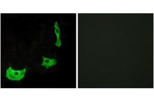 Immunofluorescence (IF) image for anti-G Protein-Coupled Receptor 17 (GPR17) (AA 196-245) antibody (ABIN2890796) (GPR17 Antikörper  (AA 196-245))