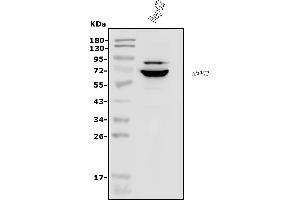 Western blot analysis of ANGPT2 using anti-ANGPT2 antibody (ABIN5518732).