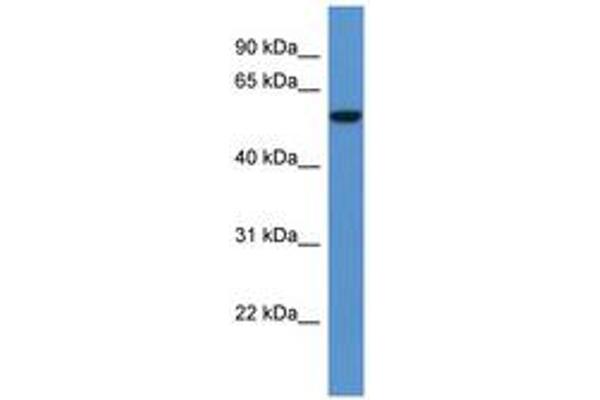 FCAMR antibody  (AA 463-512)