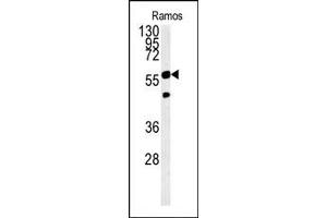 PHGDH Antibody (Center) (ABIN650767 and ABIN2839544) western blot analysis in Ramos cell line lysates (15 μg/lane). (PHGDH Antikörper  (AA 249-277))