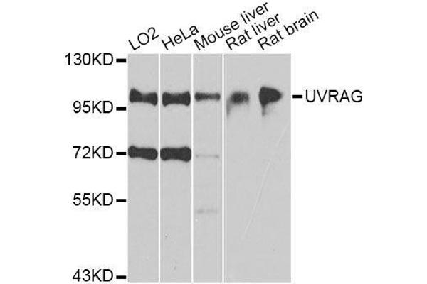 UVRAG Antikörper  (AA 501-699)