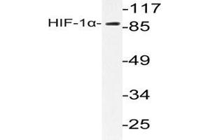 Western blot analysis of HIF1 alpha antibody  in extracts from LOVO cells. (HIF1A Antikörper)